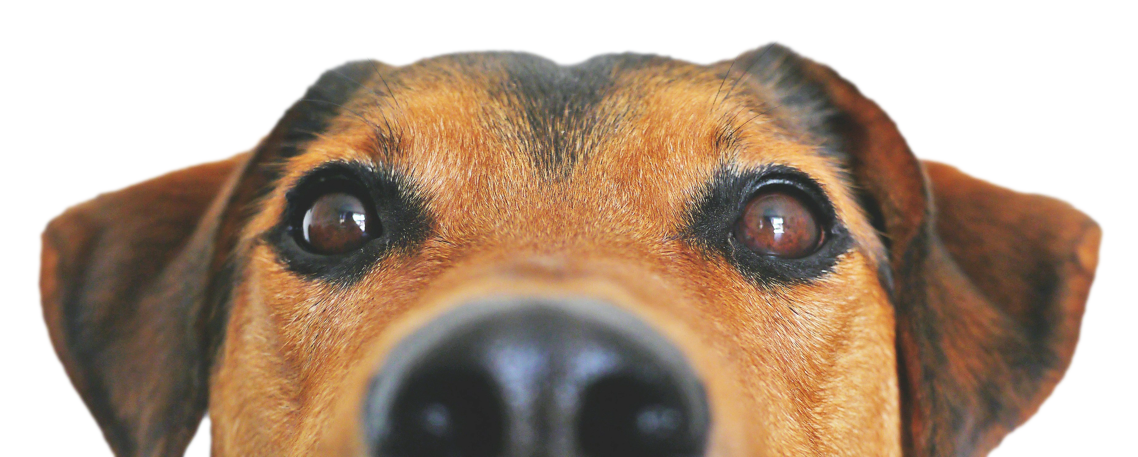 Hund schaut neugierig ins Bild