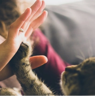 Hand tätschelt eine Tierpfote